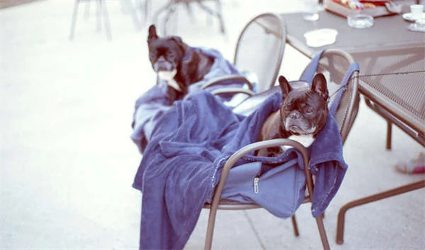 Audi RS2 & R8 LMS Brick Shop Models: Build Your Dream Audis