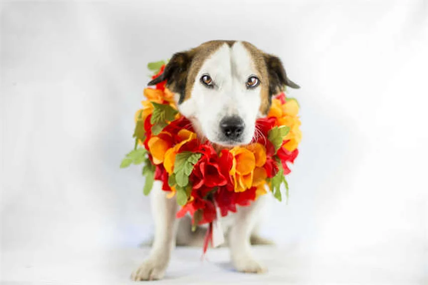 Audi RS2 & R8 LMS Brick Shop Models: Build Your Dream Audis